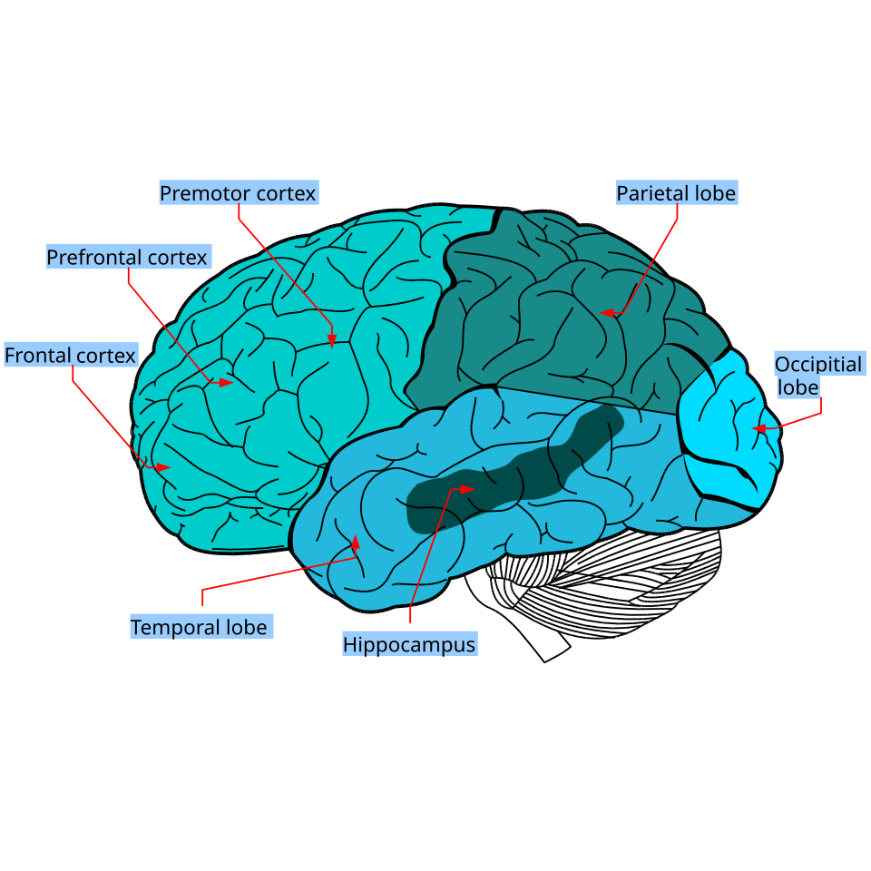 Lobes of the brain