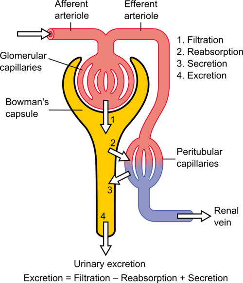 Nephron structure and function