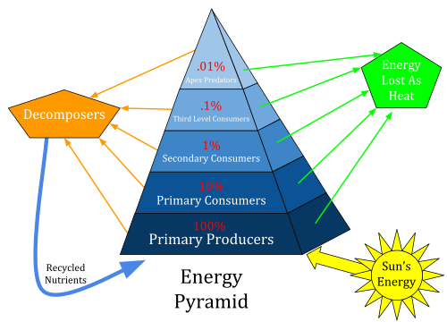 Ecological pyramid