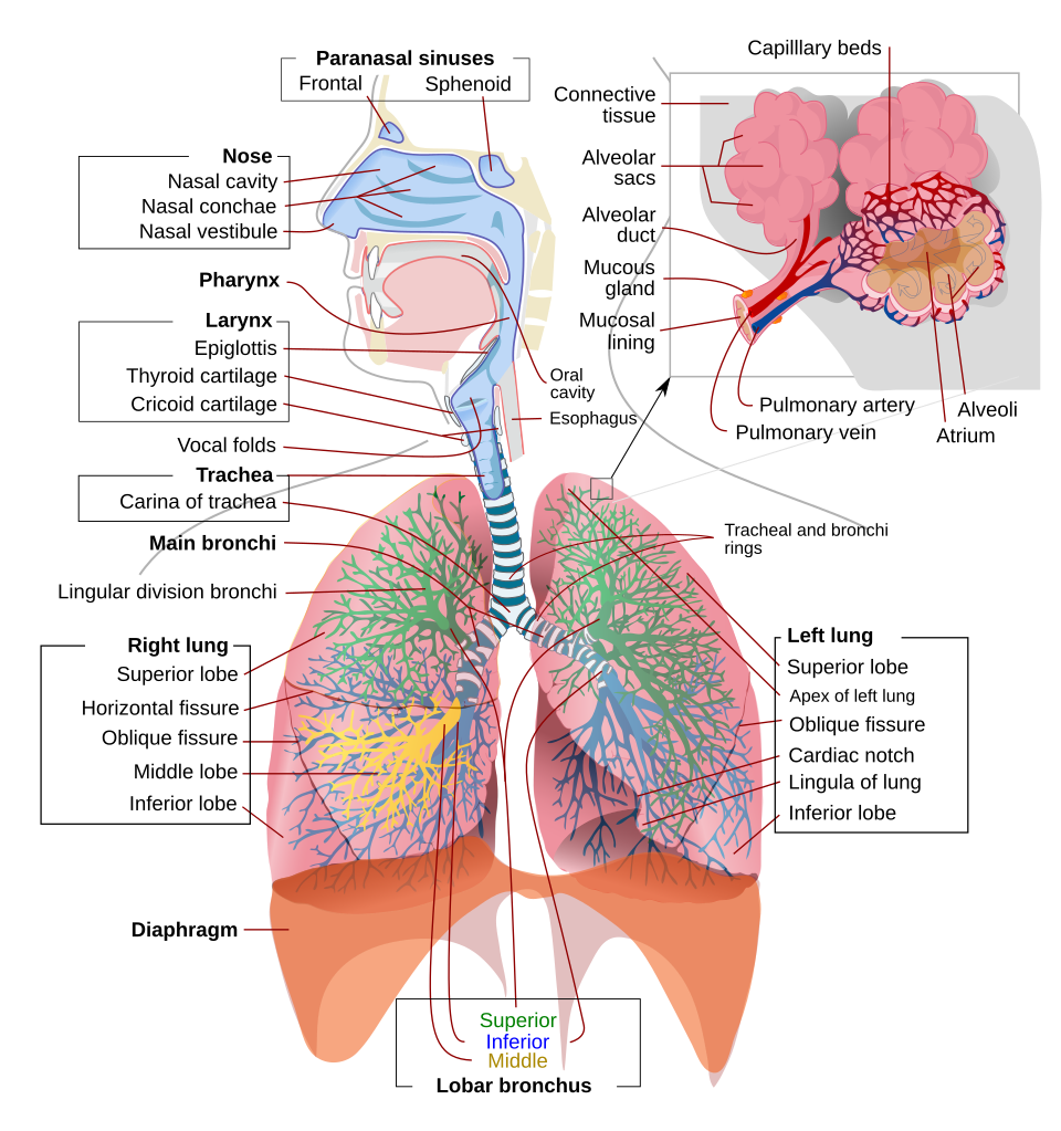Human respiratory system
