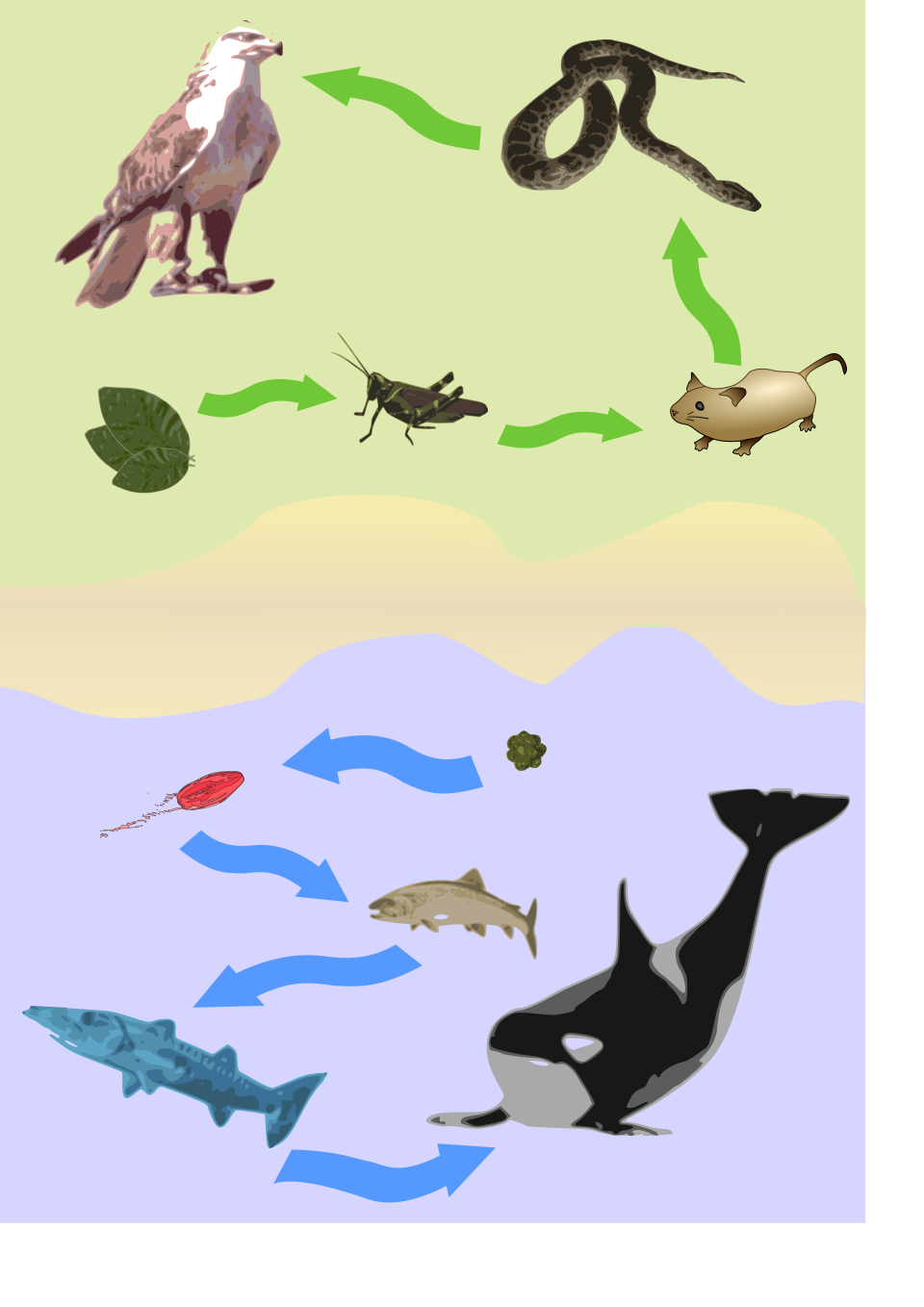 Food chain