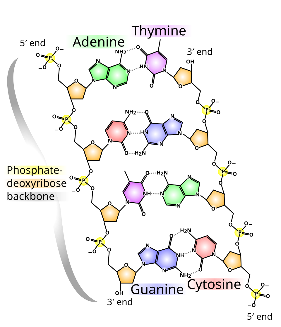 DNA chemical structure