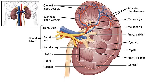 Kidney internal structure