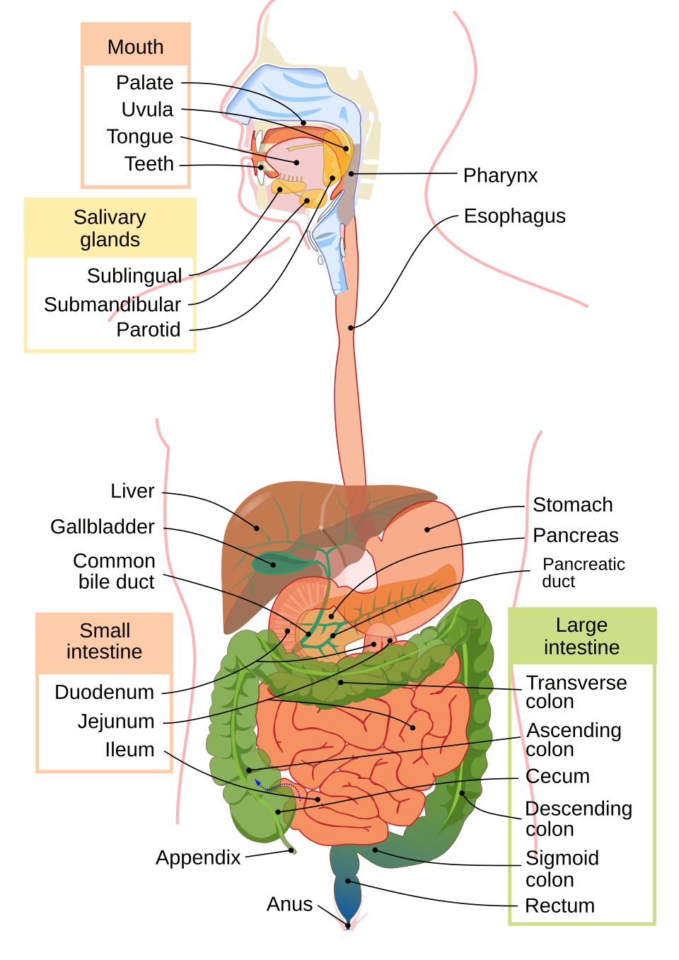 Human digestive system