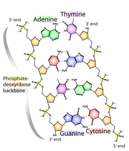 DNA double helix chemical structure