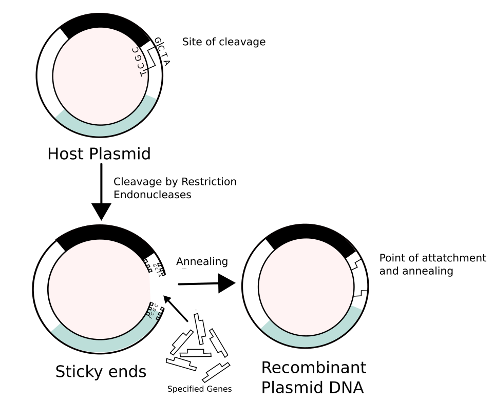 Recombinant DNA