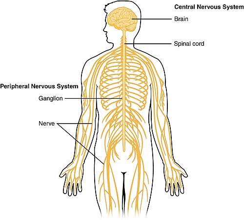 Central and peripheral nervous system