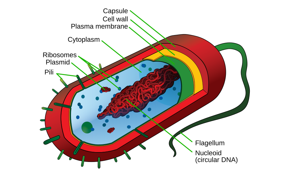Prokaryotic cell