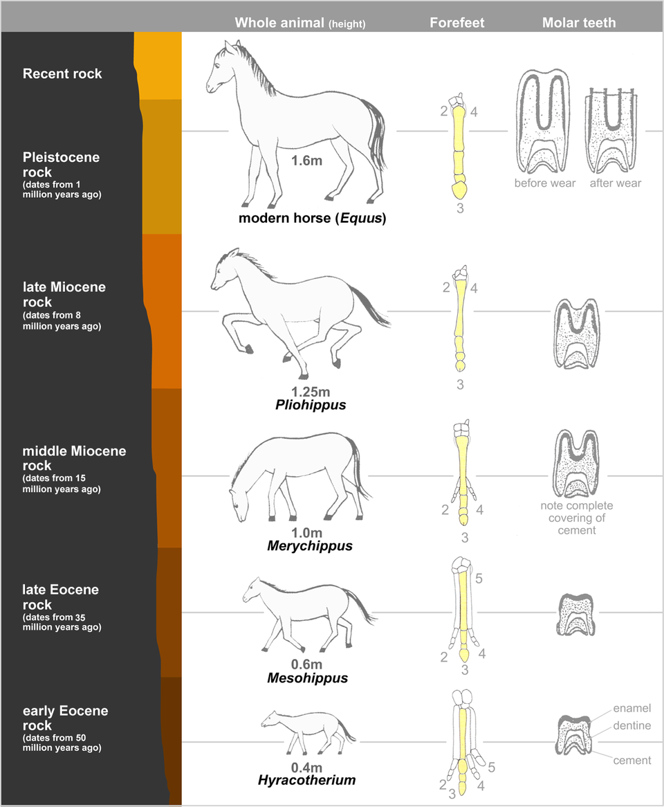 Evolution of the horse