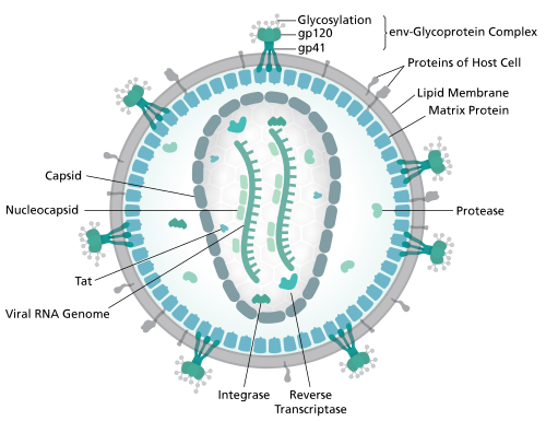 Virus structure