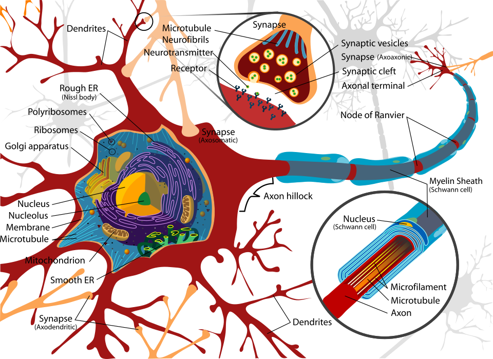 Neuron - dendrites, axon, myelin