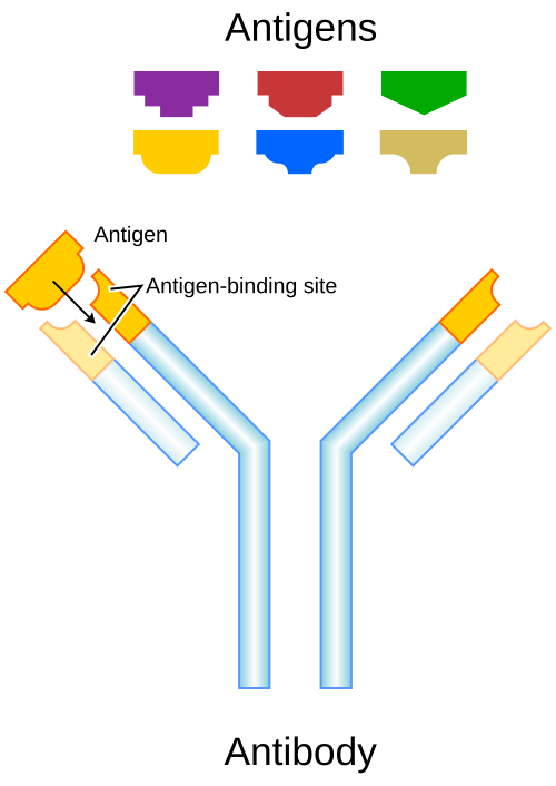 Antibody structure