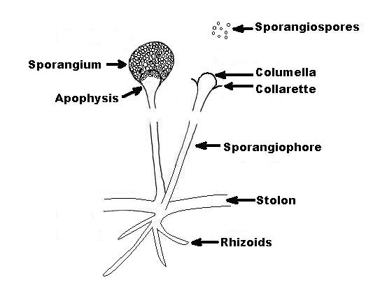 Structure of Rhizopus (bread mould) with labelled parts
