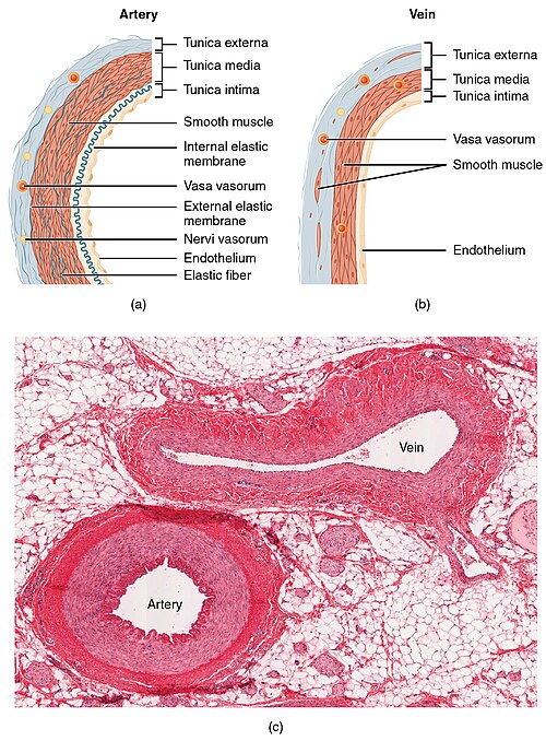 Artery vs vein structure