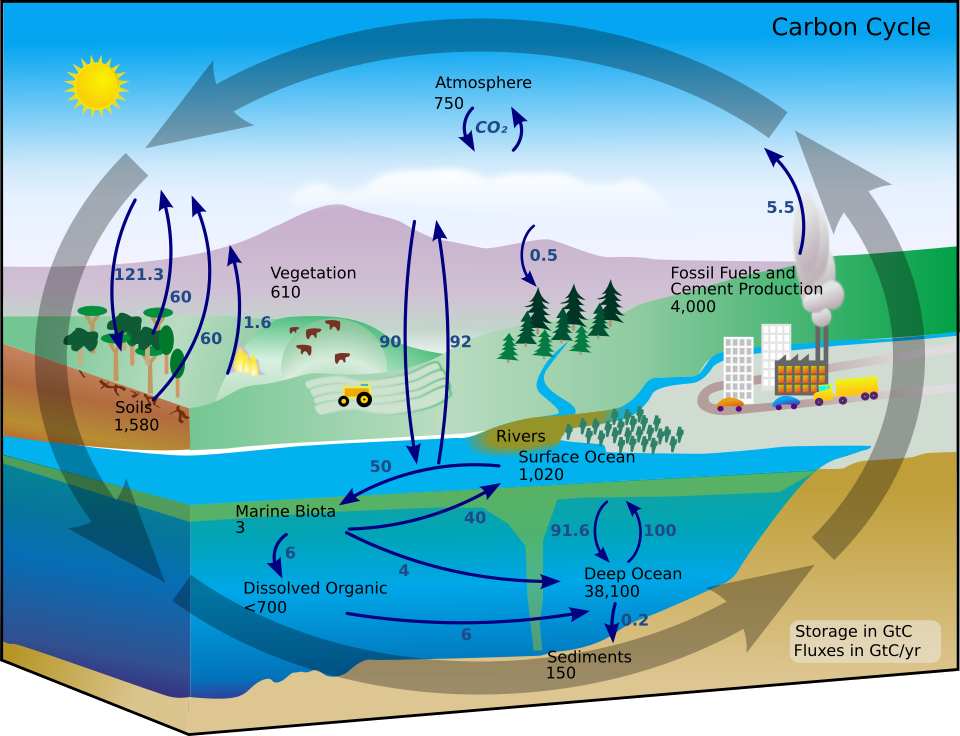 Carbon cycle
