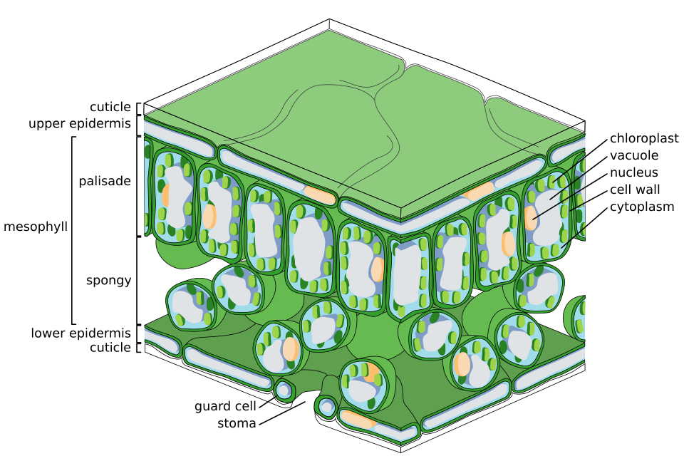 Leaf cross-section