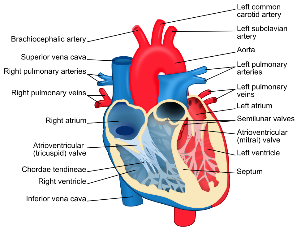 Heart - chambers, valves, vessels