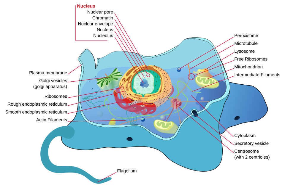 Animal cell