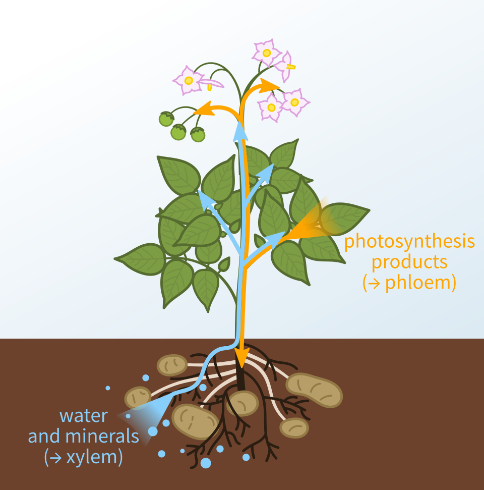 Xylem and phloem tissues