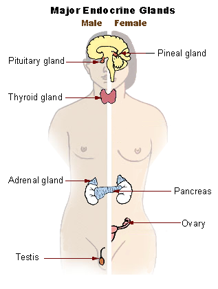 Endocrine glands