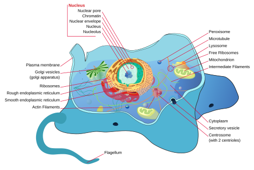 Animal cell
