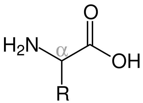Amino acid structure