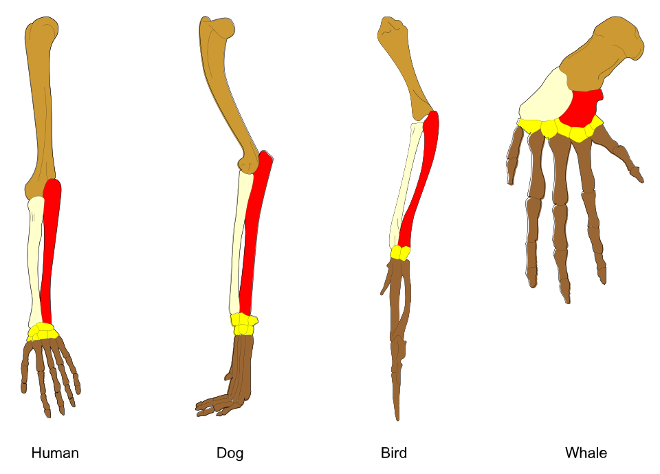 Homologous pentadactyl limbs