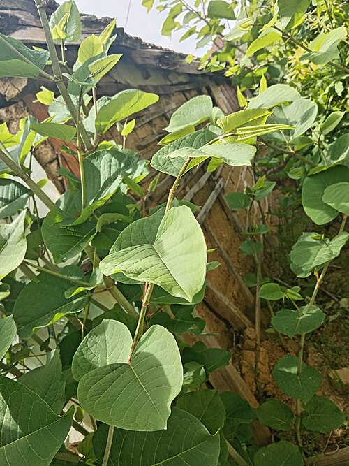 Japanese knotweed