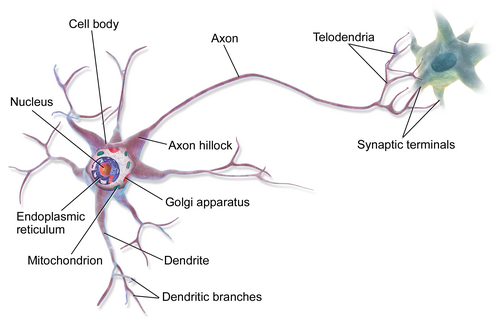 Labelled motor neuron