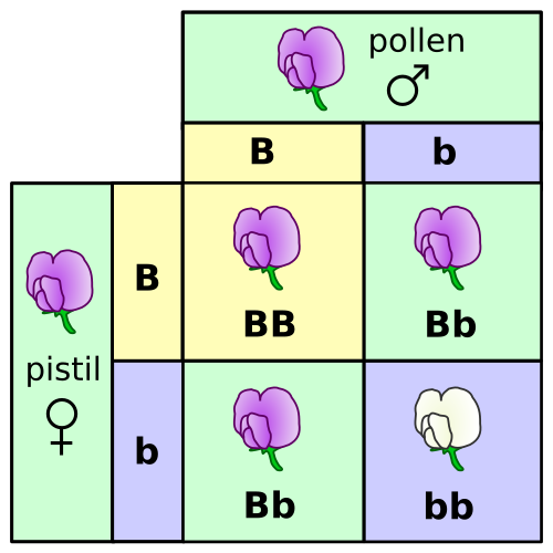 Punnett square