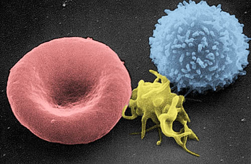 Red and white blood cells