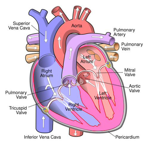 Human heart labelled