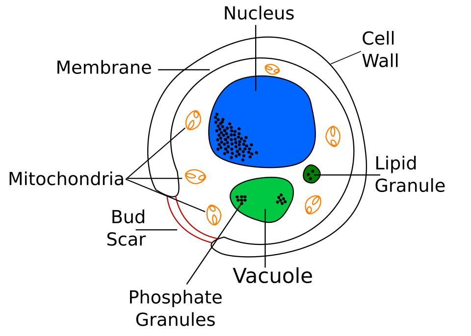 Fungal (yeast) cell