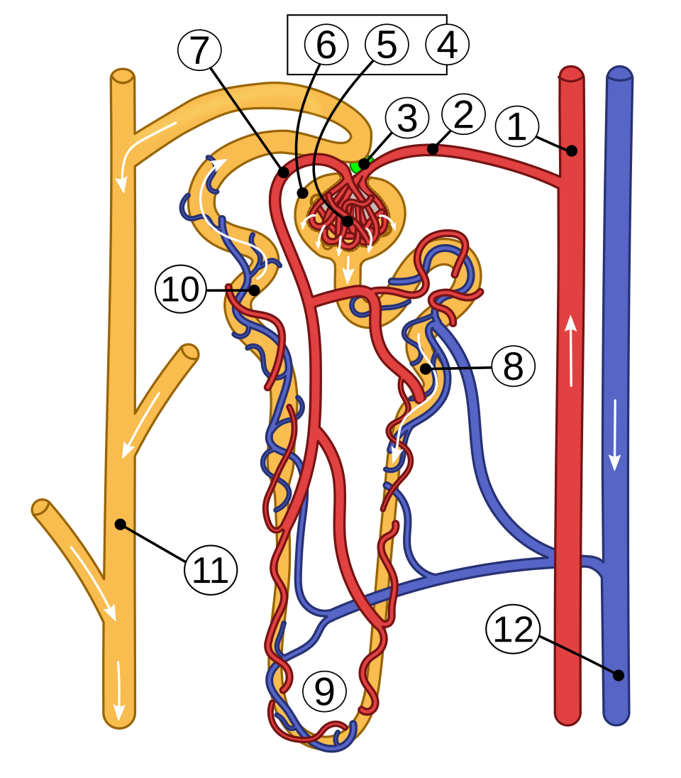 Nephron structure (kidney)