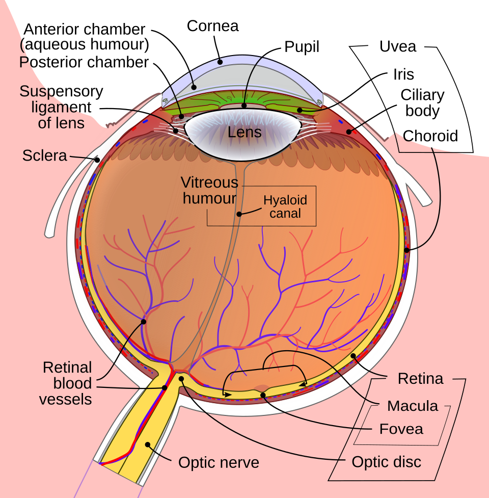 The human eye